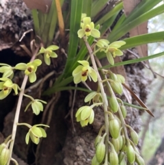 Cymbidium suave at Saint Georges Basin, NSW - 4 Oct 2023