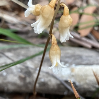 Gastrodia sesamoides (Cinnamon Bells) at Booderee National Park - 3 Oct 2023 by Ned_Johnston