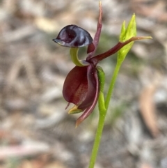 Caleana major (Large Duck Orchid) at Jervis Bay, JBT - 3 Oct 2023 by Ned_Johnston