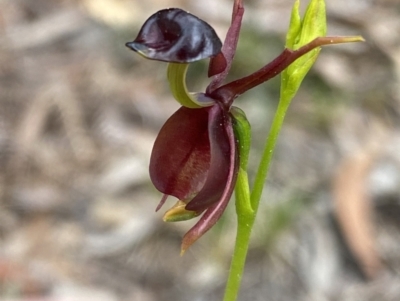 Caleana major (Large Duck Orchid) at Jervis Bay, JBT - 3 Oct 2023 by NedJohnston