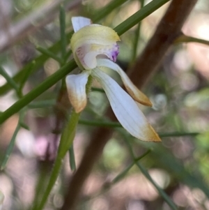 Caladenia testacea at Bundanoon, NSW - suppressed