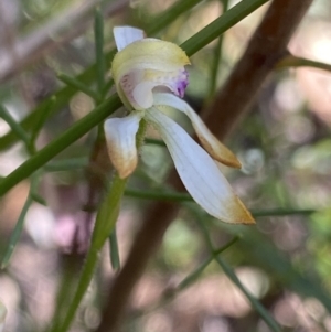 Caladenia testacea at Bundanoon, NSW - 5 Oct 2023