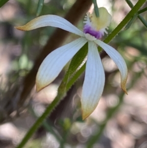 Caladenia testacea at Bundanoon, NSW - suppressed