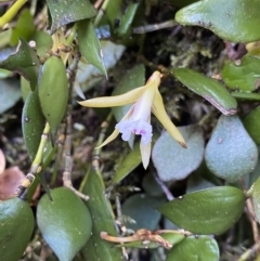 Dockrillia pugioniformis (Dagger Orchid) at Beaumont, NSW - 5 Oct 2023 by NedJohnston