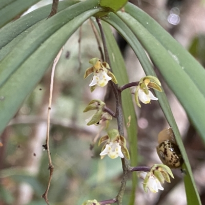 Plectorrhiza tridentata (Tangle Orchid) at Fitzroy Falls - 5 Oct 2023 by Ned_Johnston