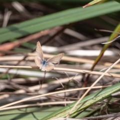 Lampides boeticus at Molonglo Valley, ACT - 8 Oct 2023