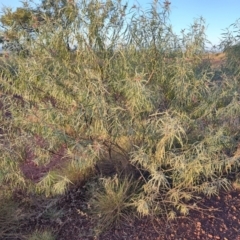 Eremophila longifolia (Weeping Emubush) at Hughenden, QLD - 3 Aug 2023 by LyndalT