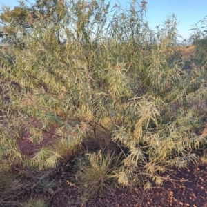 Eremophila longifolia at Hughenden, QLD - 3 Aug 2023