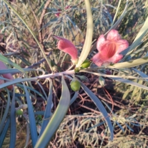 Eremophila longifolia at Hughenden, QLD - 3 Aug 2023 05:47 PM