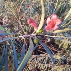 Eremophila longifolia at Hughenden, QLD - 3 Aug 2023