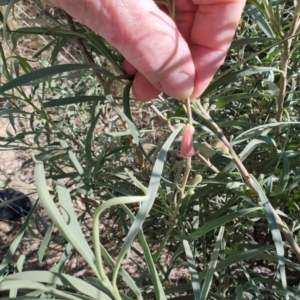 Eremophila longifolia at Corfield, QLD - 3 Aug 2023 10:11 AM