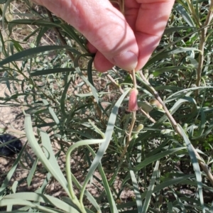 Eremophila longifolia at Corfield, QLD - 3 Aug 2023