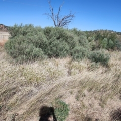 Eremophila longifolia at Corfield, QLD - 3 Aug 2023 10:11 AM