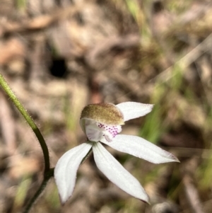 Caladenia moschata at Hall, ACT - suppressed