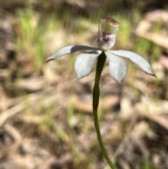 Caladenia moschata at Hall, ACT - suppressed