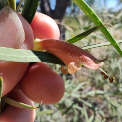 Eremophila longifolia (Weeping Emubush) at Opalton, QLD - 2 Aug 2023 by LyndalT