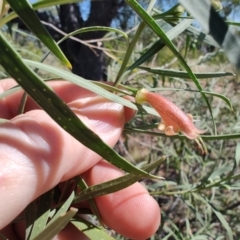 Eremophila longifolia at Opalton, QLD - 2 Aug 2023