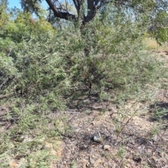 Eremophila longifolia at Opalton, QLD - 2 Aug 2023 11:23 AM