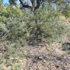 Eremophila longifolia at Opalton, QLD - 2 Aug 2023