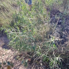 Eremophila longifolia (Weeping Emubush) at Opalton, QLD - 2 Aug 2023 by LyndalT