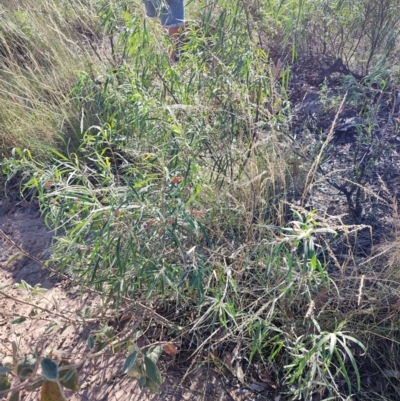 Eremophila longifolia (Weeping Emubush) at Opalton, QLD - 1 Aug 2023 by LyndalT