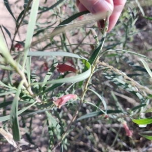 Eremophila longifolia at Opalton, QLD - 2 Aug 2023