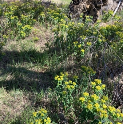 Euphorbia oblongata (Egg-leaf Spurge) at Hall, ACT - 9 Oct 2023 by strigo