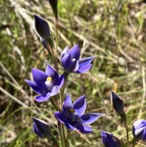 Thelymitra nuda at Hall, ACT - suppressed