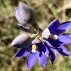 Thelymitra nuda at Hall, ACT - suppressed