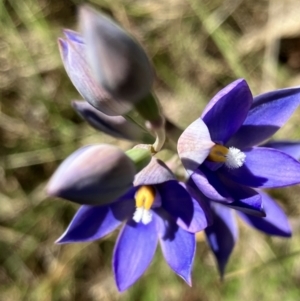 Thelymitra nuda at Hall, ACT - suppressed