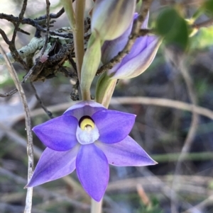 Thelymitra sp. (pauciflora complex) at Hall, ACT - 9 Oct 2023