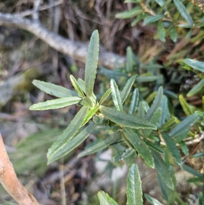 Olearia erubescens (Silky Daisybush) at Captains Flat, NSW - 9 Oct 2023 by Csteele4