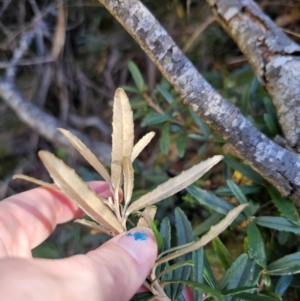 Olearia erubescens at Captains Flat, NSW - 9 Oct 2023 11:41 AM