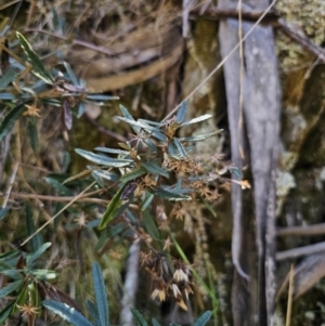 Olearia erubescens at Captains Flat, NSW - 9 Oct 2023