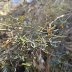 Olearia erubescens at Captains Flat, NSW - 9 Oct 2023 11:41 AM