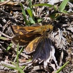 Taractrocera papyria (White-banded Grass-dart) at QPRC LGA - 9 Oct 2023 by Csteele4