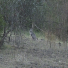 Osphranter robustus (Wallaroo) at Oakey Hill - 7 Oct 2023 by John.Butcher