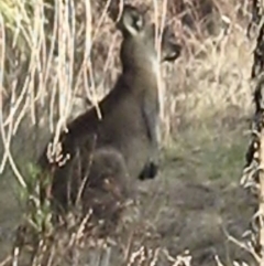 Macropus giganteus (Eastern Grey Kangaroo) at Oakey Hill - 6 Oct 2023 by John.Butcher