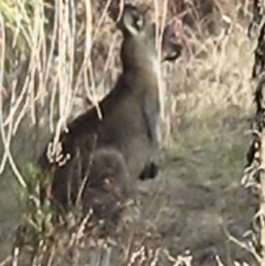 Macropus giganteus at Lyons, ACT - 6 Oct 2023