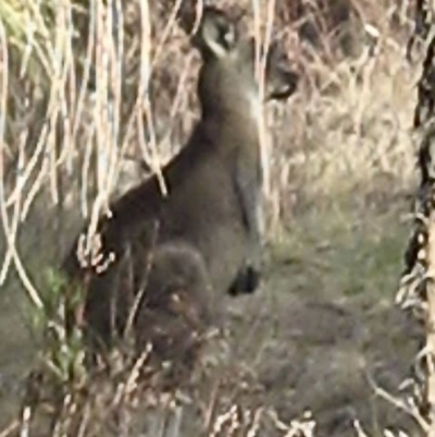 Macropus giganteus (Eastern Grey Kangaroo) at Oakey Hill - 6 Oct 2023 by John.Butcher