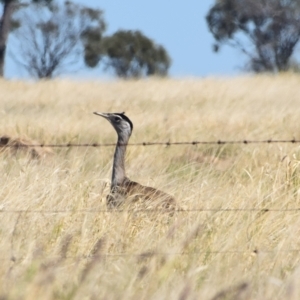 Ardeotis australis at Ilfracombe, QLD - 30 Jul 2023