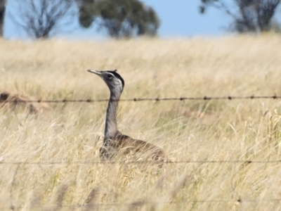 Ardeotis australis (Australian Bustard) at Ilfracombe, QLD - 30 Jul 2023 by LyndalT