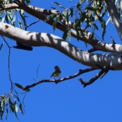 Ptilotula penicillata (White-plumed Honeyeater) at Longreach, QLD - 30 Jul 2023 by LyndalT