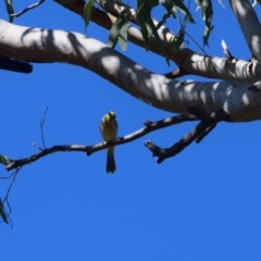 Ptilotula penicillata at Longreach, QLD - 30 Jul 2023 02:06 PM
