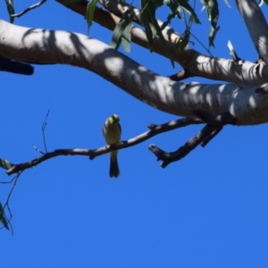 Ptilotula penicillata at Longreach, QLD - 30 Jul 2023 02:06 PM