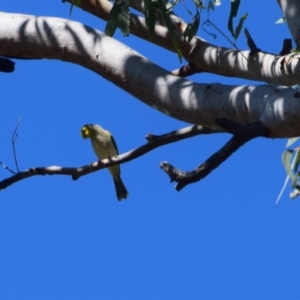 Ptilotula penicillata at Longreach, QLD - 30 Jul 2023 02:06 PM