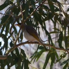 Manorina flavigula (Yellow-throated Miner) at Longreach, QLD - 30 Jul 2023 by LyndalT