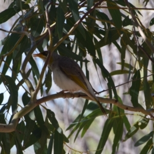 Manorina flavigula at Longreach, QLD - 30 Jul 2023 02:06 PM