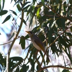 Manorina flavigula at Longreach, QLD - 30 Jul 2023