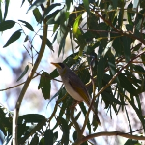 Manorina flavigula at Longreach, QLD - 30 Jul 2023